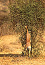Gerenuk Samburu Kenya